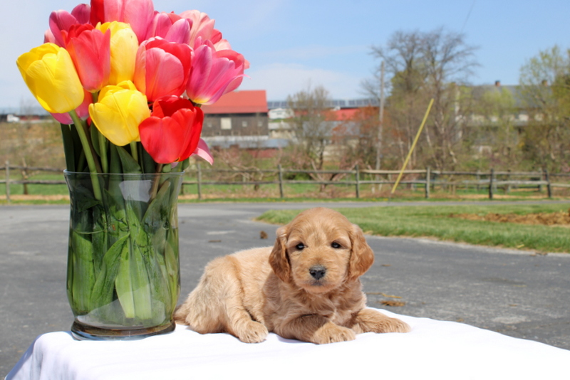 puppy, for, sale, Mini Goldendoodle F2, Matthew B. Stoltzfus, dog, breeder, Gap, PA, dog-breeder, puppy-for-sale, forsale, nearby, find, puppyfind, locator, puppylocator, aca